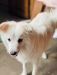Germen spitz dog
